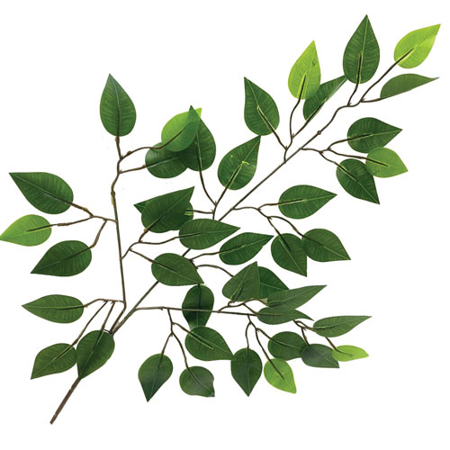 FICUS TOQUE NATURAL 62CM E/0630;E0630;E/0630;E0630;FICUS-FOLHAGENS