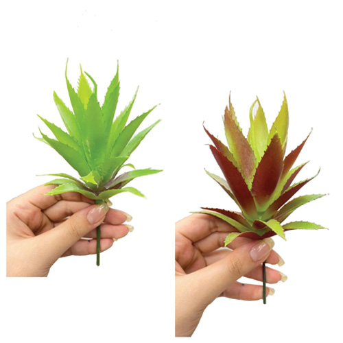 SUCULENTA-CACTOS E SUCULENTAS