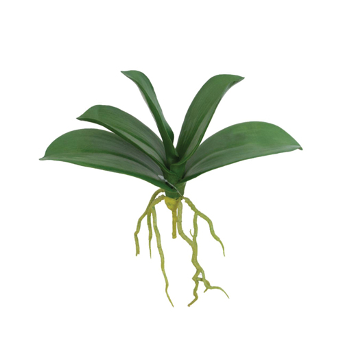 FOLHA DE ORQUIDEA PHALAENOPSIS PREMIUM X5 C/ RAIZ FOLHAGENS